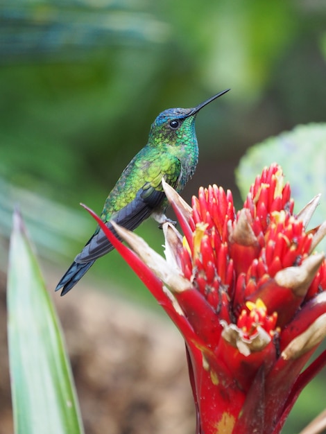 Vertikaler Schuss eines Kolibris, der auf einer roten Blume sitzt