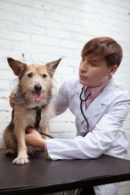 Vertikaler Schuss eines männlichen Tierarztes, der glücklichen gesunden Schutzhund an seiner Tierklinik untersucht