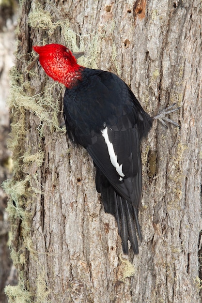 Vertikaler Schuss eines Magellan-Spechts auf einem Baum in Patagonien, Argentinien