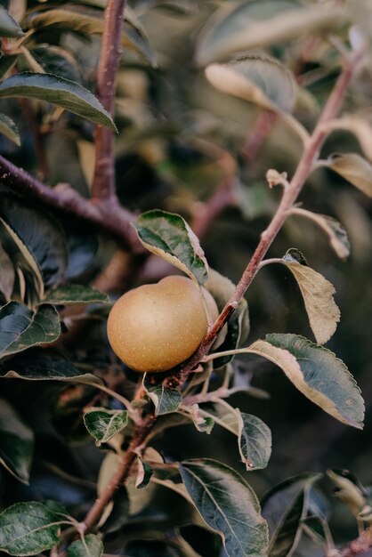 Vertikaler Schuss gelber Früchte an einem Baum