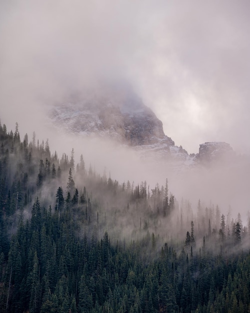 Vertikaler Schuss von felsigen Hügeln, die in Wäldern und Nebel in Kanada bedeckt sind
