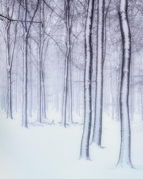 Vertikaler Schuss von schneebedeckten Bäumen in einem Wald an einem nebligen Tag