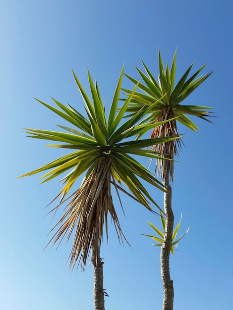 Vertikaler Schuss von zwei schönen dicken Palmen, die an einem schönen Sommertag die warme Sonne aufsaugen