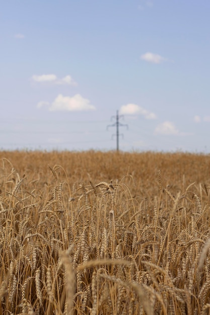 vertikales bild der landschaft mit weizenfeld im sommer