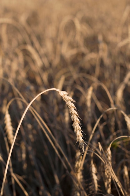 vertikales Bild des goldenen Weizenfeldes in der Sommerlandschaft