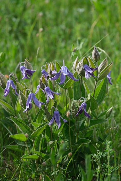 Vertikales Bild mehrerer einsamer Clematis-Blüten