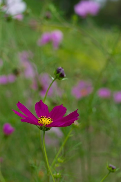 vertikales Bild mit dunkelrosa Kosmosblume im Sommergarten