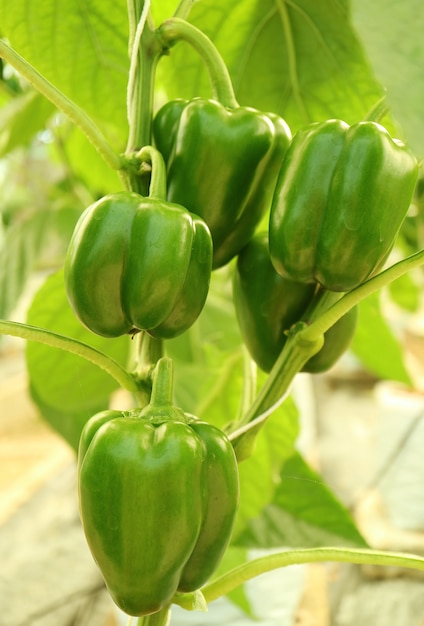 Vertikales Bild von unreifen grünen Paprika auf der Rebe