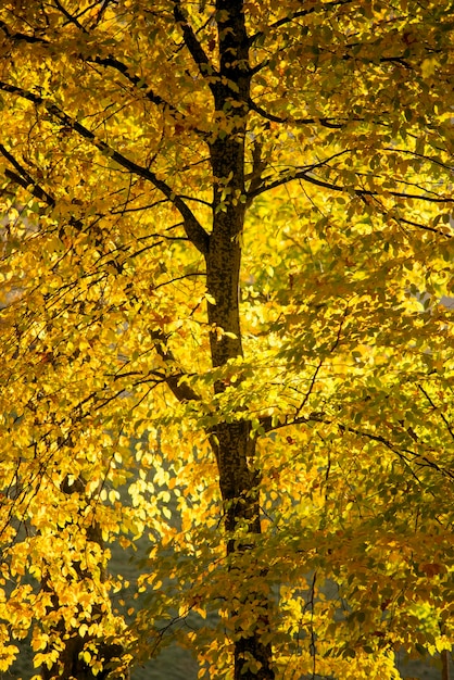 Vertikales herbstliches Baumfragment im malerischen Abendlicht