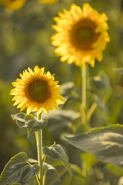 Vertikales Nahaufnahmefoto einer gelben Sonnenblumenblume in einem Feld an einem sonnigen Sommertag