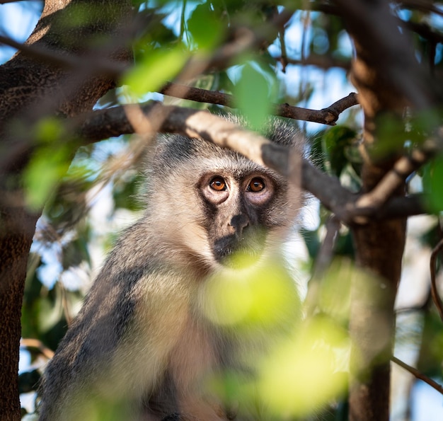 Foto vervet macaco chlorocebus pygerythrus escondido em uma árvore kruger national park áfrica do sul
