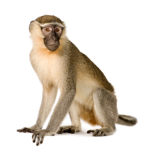 Vervet Monkey - Chlorocebus pygerythrus isoliert