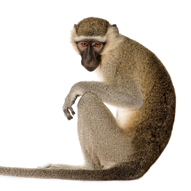 Vervet Monkey - Chlorocebus pygerythrus isoliert