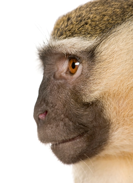 Vervet Monkey - Chlorocebus pygerythrus isoliert