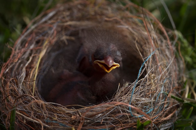 Verwaistes Vogelbaby im Nest