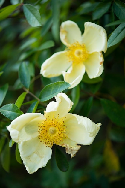 Verwelkende Wildrosenblüten