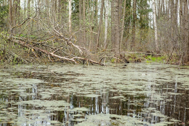 Verwelkte Bäume liegen an den Ufern des Sumpfes Frühlings-Erlen-Moorwald mit stehendem Wasser