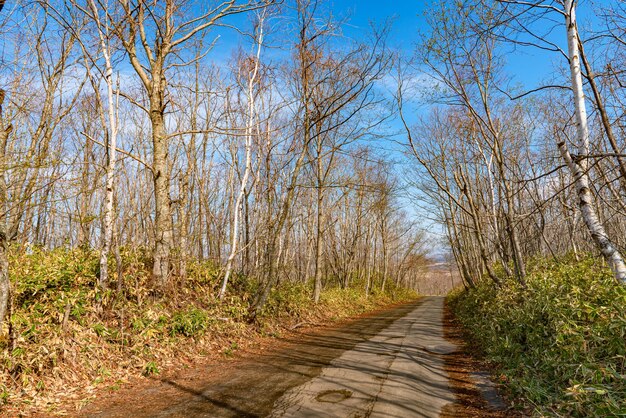 Foto verwelkte bäume und fußweg im wald an einem sonnigen tag ein wanderkonzept hintergrund