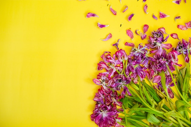 Verwelkte Blumen Hintergrund. verwelkte Tulpen auf gelbem Grund. Hochwertiges Foto