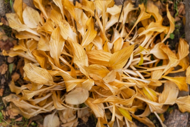 Verwelkte Herbstgelbhosta Herbstlandschaften gelbe Blätter von Wirten