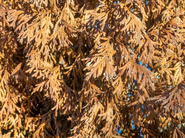 Verwelkte Nadelbüsche Fallende Nadelbäume Hintergrund aus gelben Zweigen Spätherbst im Süden