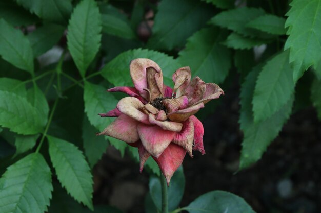 Foto verwelkte rosen