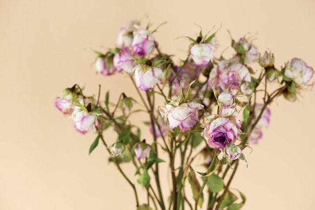 Verwelkte Sprayrose mit Blumen auf beigem Hintergrund