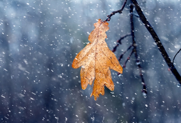 Verwelktes Eichenblatt im Wald auf einem Ast während eines Schneefalls. Spätherbst oder Frühwinter im Wald