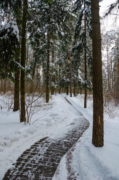 Verwinkelte Gasse im Winterwald