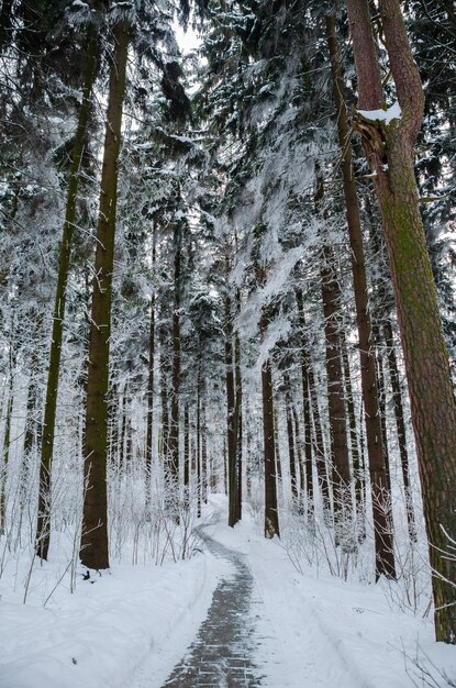 Verwinkelte Gasse im Winterwald