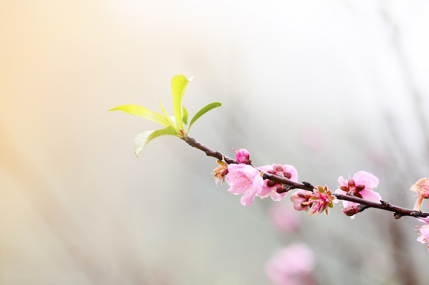 verwischen Prunus Cerasoides