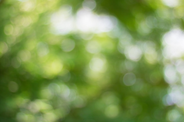 Verwischen Sie von Baum-Blättern für Naturhintergrund und speichern Sie grünes Konzept