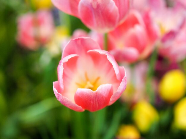 Verwischt und weich von der bunten Oberfläche mit roter Tulpenblume im Garten.