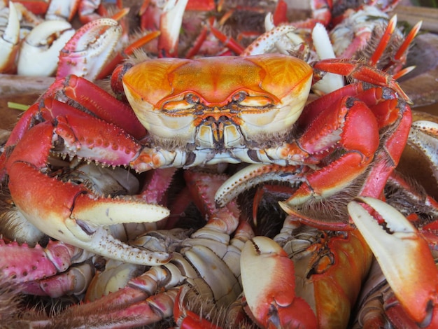 Verzehrfertige Krabbe im Restaurant an der Küste Brasiliens