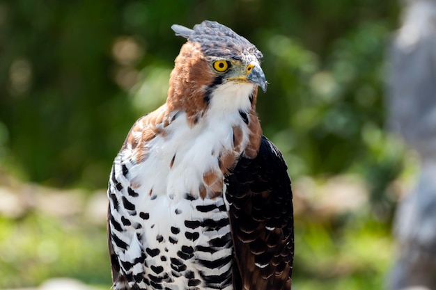 Verzierter Falkenadler Spizaetus ornatus