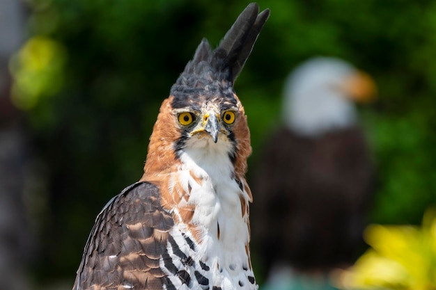 Verzierter Falkenadler Spizaetus ornatus