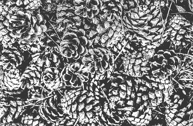 Verzweifelte Überlagerung Nahaufnahme Textur von Kieferkegel Nadeln Grunge schwarz-weißer Hintergrund