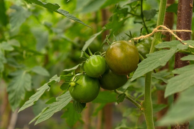 Verzweigen Sie mit grünen unreifen Tomaten in einer Gewächshausnahaufnahme.