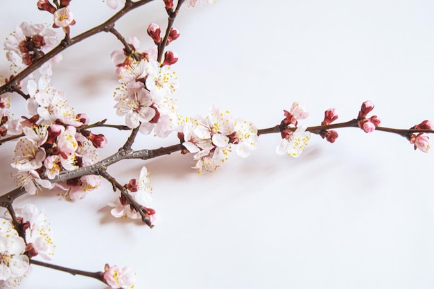 Verzweigen Sie sich mit Blumen auf weißem Hintergrund Selektive Fokusnatur