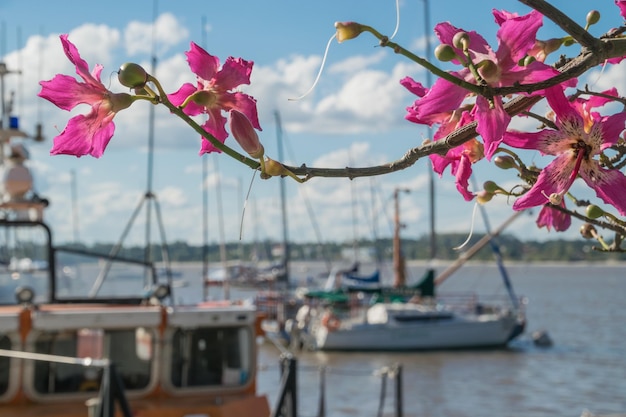 Verzweigen Sie sich mit den rosa Blumen, die Boote im Hintergrund gestalten.