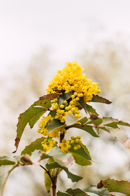 Verzweigen Sie sich mit gelben Frühlingsblumen gegen den Himmel