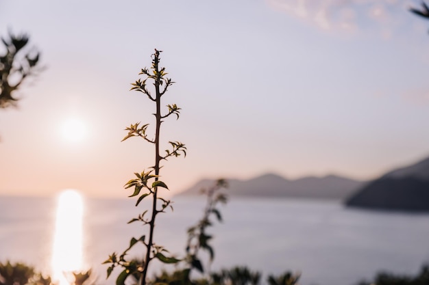 Verzweigen Sie sich mit grünen Blättern im Vordergrundsonnenuntergangmeer und -bergen