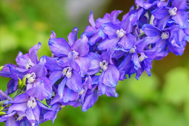 Verzweigen Sie sich mit hellen purpurroten Blumen auf unscharfer grüner Hintergrundnahaufnahme