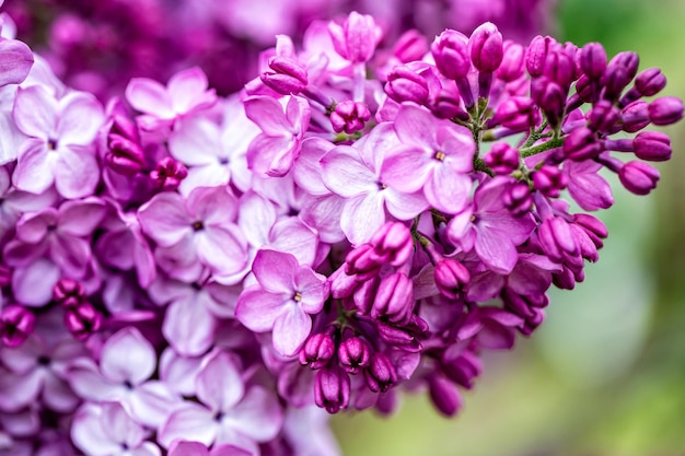 Verzweigen Sie sich mit lila Frühlingsblumen helle Blüten des Frühlingsflieders Busch weicher Fokus Nahaufnahme