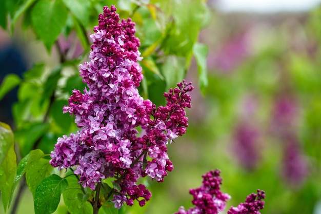 Verzweigen Sie sich mit lila Frühlingsblumen helle Blüten des Frühlingsflieders Busch weicher Fokus Nahaufnahme