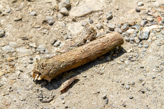 Verzweigen Sie sich mit Pilz auf dem Boden eines Gartens in Rio de Janeiro Brasilien