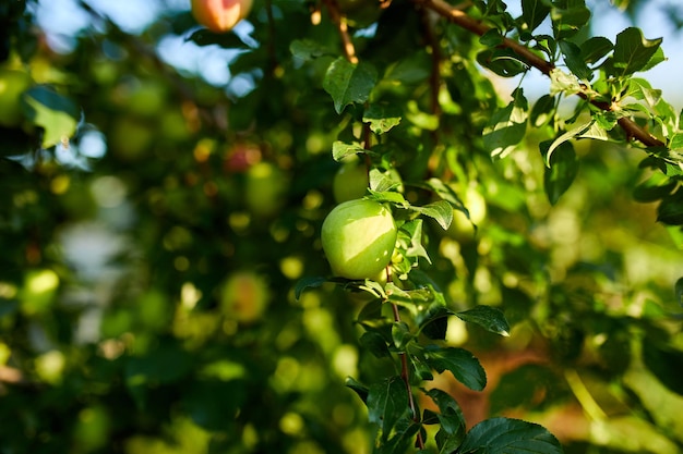 Verzweigen Sie sich mit reifenden Bio-Pflaumen im Garten an sonnigen Tagen Reife Pflaumen auf einem Baumzweig im Obstgarten