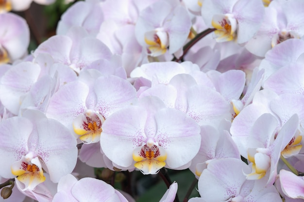 Verzweigen Sie sich mit schönen tropischen rosa Orchideenblumen