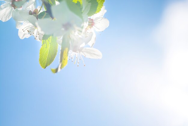 Verzweigen Sie sich mit weißen Blüten auf einem blühenden Kirschbaum, weichem Hintergrund aus grünen Frühlingsblättern und blauem Himmel