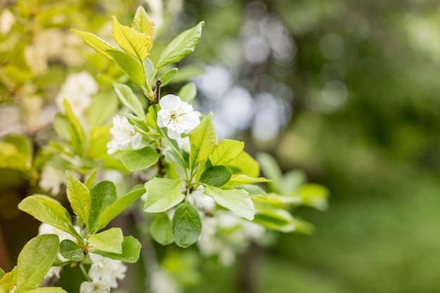 Verzweigen Sie sich mit weißen Blumen von Pflaumenbaumzweigen eines Pflaumenbaums Prunus Domestica an einem schönen sonnigen Tag im Hintergrund im frühen Frühling
